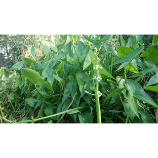 Hạt giống cây kèo nèo (gói 0.1gram)