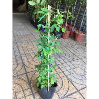 Hạt giống hoa Đậu biếc