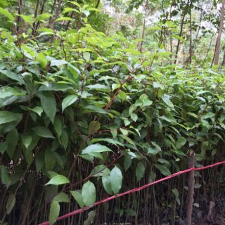 bầu Cây long não cao 50-100cm