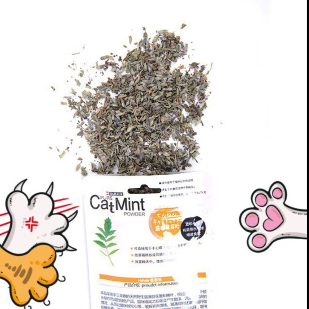 Cỏ Mèo bạc hà Catmint Catnip cho mèo