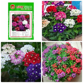 Hạt giống Hoa vân anh Mix – 50Hạt