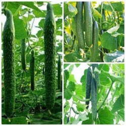 Hạt giống dưa chuột kiếm nhật🥒Đài Loan🥒 100 hạt Dưa leo kiếm nhật dễ trồng sai quả (Nhập nguyên gói bao bì Đài Loan)