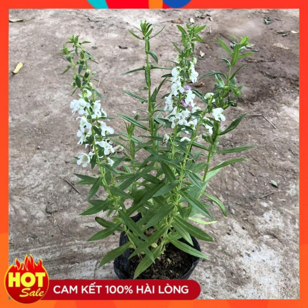 Cây hoa ngọc hân (violet nhật) cao 20cm hoa nở đẹp dễ trồng và chăm sóc lá xanh mướ.