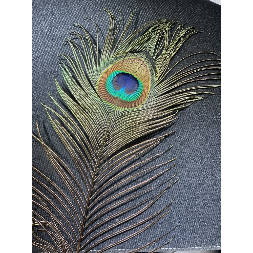 Lông Công Vip Số Lượng Có Hạn Mắt To 5-7cm dài 80-90cm