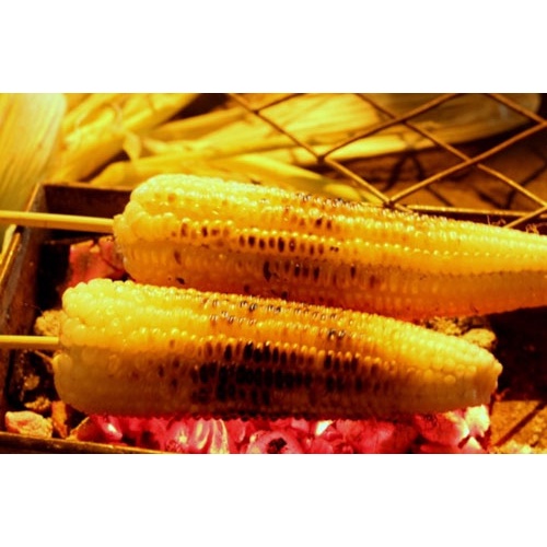 Hạt giống bắp nếp dẻo thơm ngon (ngô nếp) - rau củ quả trồng chậu, sân vườn ban công ngon giòn ngọt 10g RADO 936