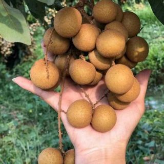 Cây nhãn inđo hạt nép