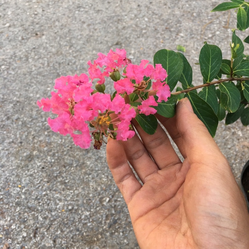 Cây Hoa Tường Vy  Size To Tán Rộng 35cm