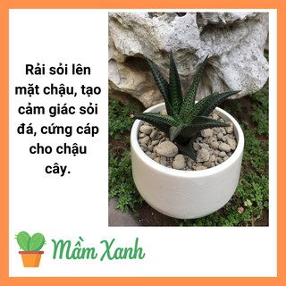 Đá pumice đá bọt núi lửa thoáng, nhẹ, thoát nước tốt 1L