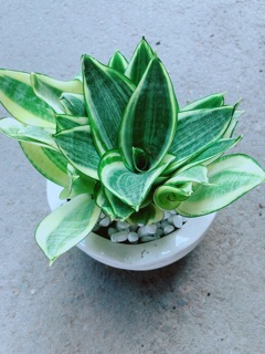 Chậu Lưỡi Hổ Thái