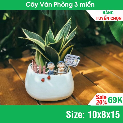 Cây Lưỡi Hổ Thái để bàn minii