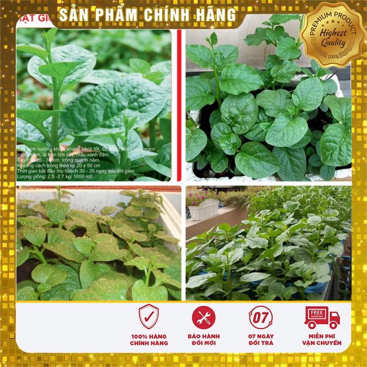 Hạt Giống Mồng Tơi Cao Sản 10gr [gói lẻ]