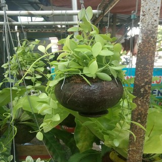 lan đô la gáo dừa