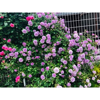 𝐏𝐡â𝐧 𝐁ó𝐧 𝐇ữ𝐮 𝐂ơ 𝐎𝐌𝐀 𝟏𝟎𝟎𝐌𝐋 𝐯à 𝐂ả𝐢 𝐓ạ𝐨 Đấ𝐭 𝐌𝐮𝐥𝐭𝐢 𝟏𝐊𝐆 𝐠𝐢ú𝐩 𝐜â𝐲 𝐛ậ𝐭 𝐦ầ𝐦, 𝐝ưỡ𝐧𝐠 𝐦ầ𝐦, 𝐝ưỡ𝐧𝐠 𝐡𝐨𝐚 𝐭𝐨 𝐤𝐡ỏ𝐞