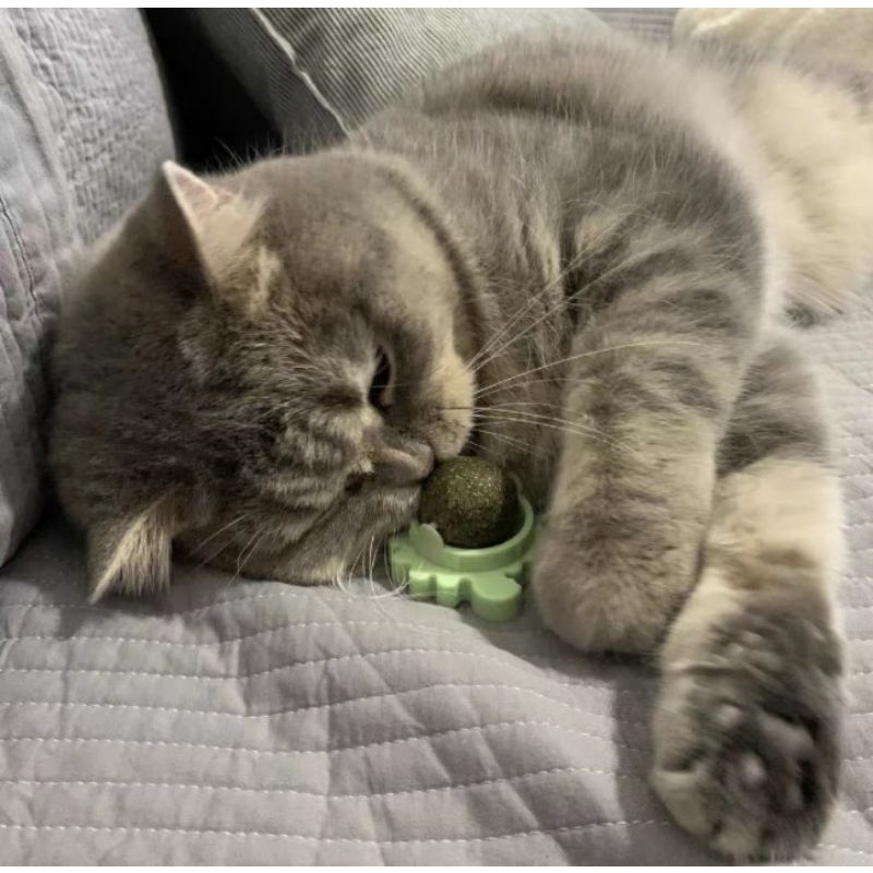 CỎ MÈO KHÔ/ CANIP Dán Tường