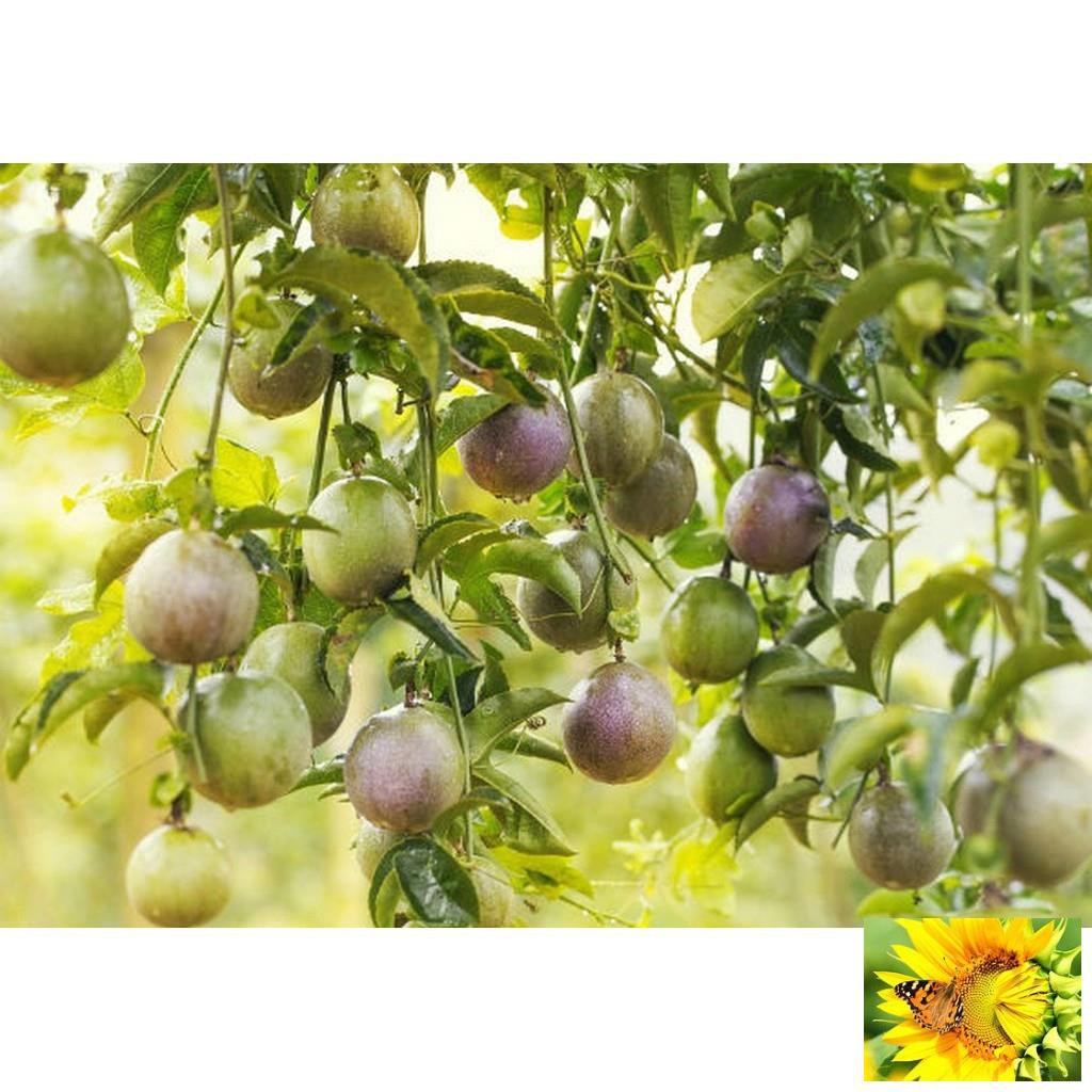 Hạt giống Chanh dây