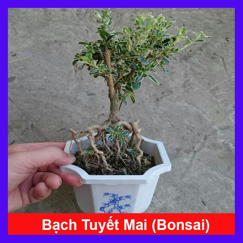 Bạch Tuyết Mai - Cây cảnh Bonsai để bàn + Tặng phân bón cho cây mau lớn