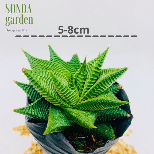 Sen đá móng rồng xoáy SONDA GARDEN size bé 5-8cm, xuất xứ Đà Lạt, khoẻ đẹp, lỗi 1 đổi 1