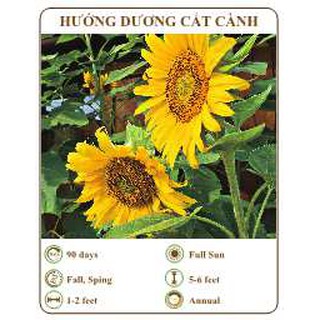 Hạt giống hướng dương cắt cành - THE XANH