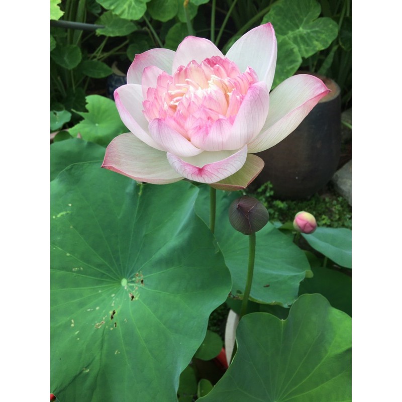 củ sen super lotus
