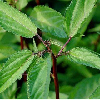 10GR - HẠT GIỐNG RAU ĐAY