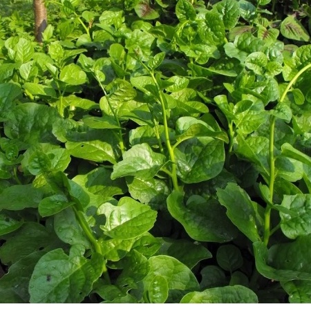 Hạt giống Mồng Tơi Xanh 20 gr