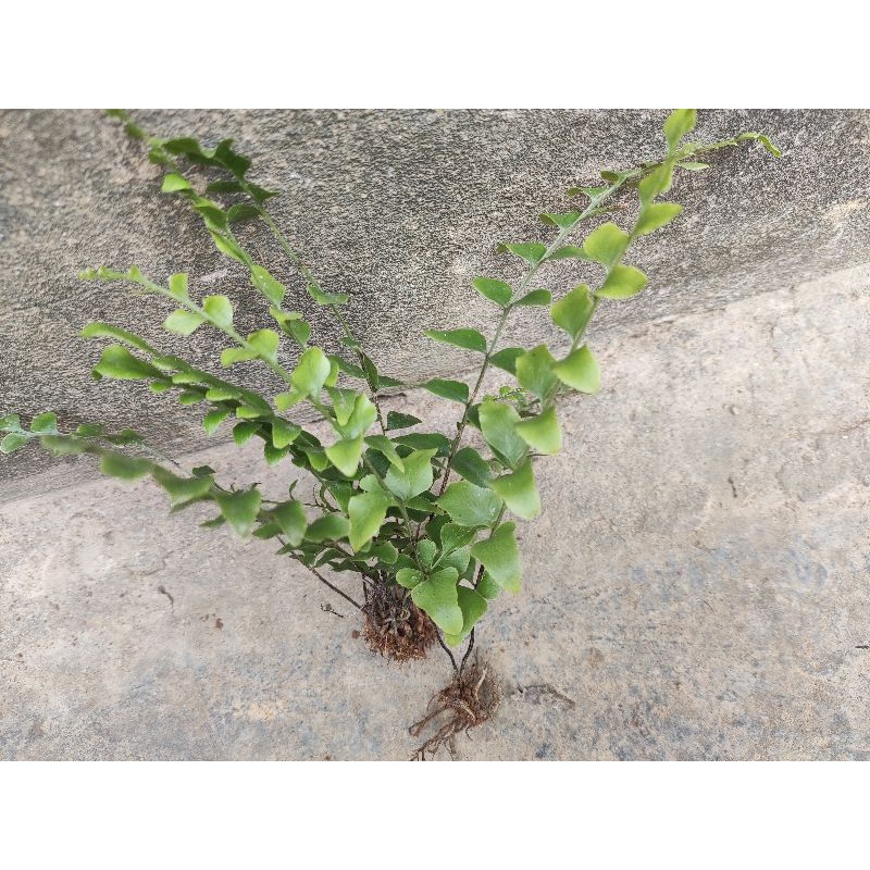 10 cây dương xỉ lùn