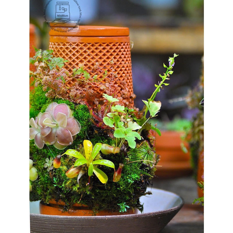 Bình gốm tháp trồng cây quấn rêu terrarium Bình gốm thẩm thấu