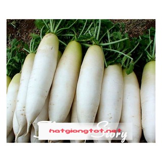 Hạt giống củ cải đường chịu nhiệt