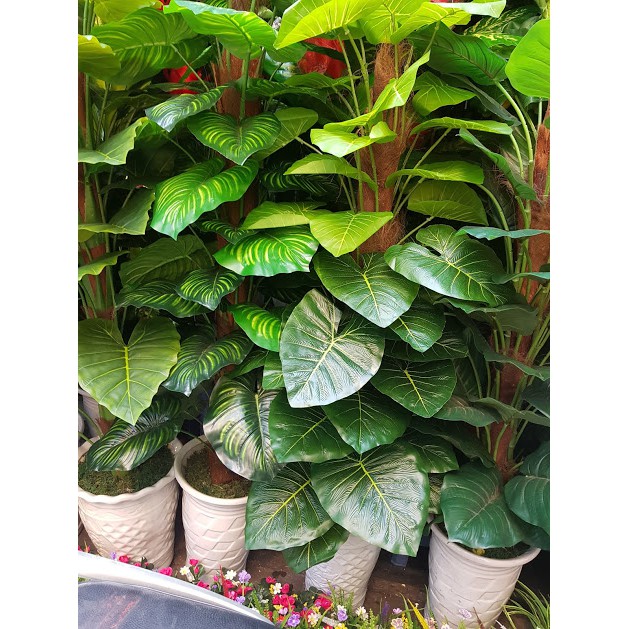 Cây trầu bà 63 lá cao 1.5m loại đẹp không bao gồm chậu