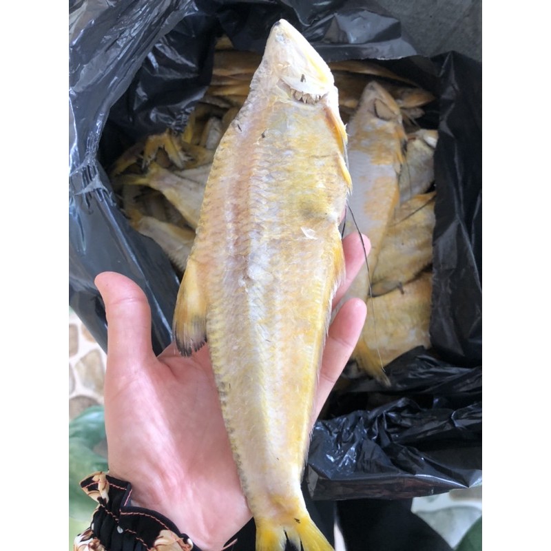 khô cá lẹp vàng