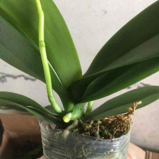 Lan Hồ Điệp Đại Đã Có Ngồng Hoa