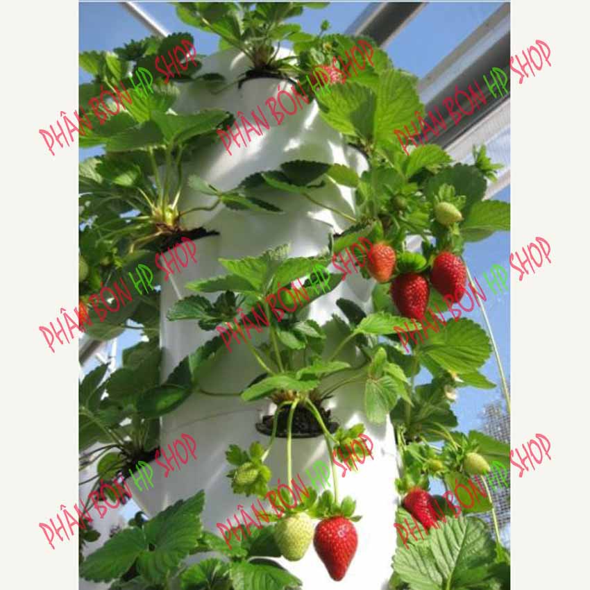 Dinh Dưỡng Thủy Canh Trồng Dâu Tây Hydro Strawberry (10kg)