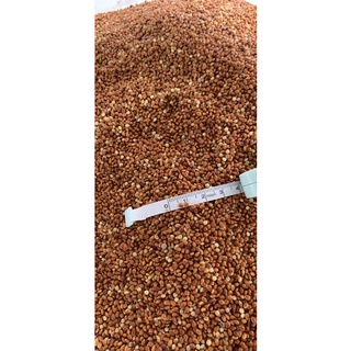 Hạt kê đỏ 1kg