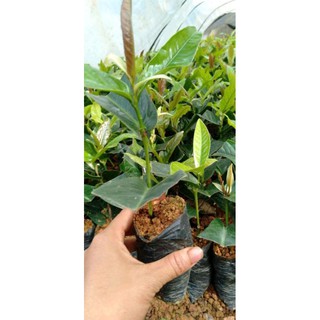 combo 3 cây giống hải đường