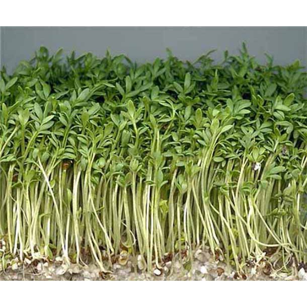 Hạt giống Rau mầm thảo dược methi (Italia) 10gr