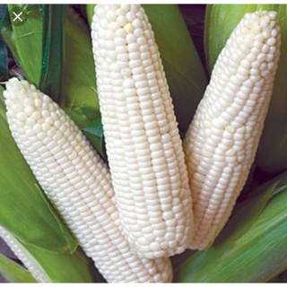 20 GR - HẠT GIỐNG BẮP NẾP NÙ