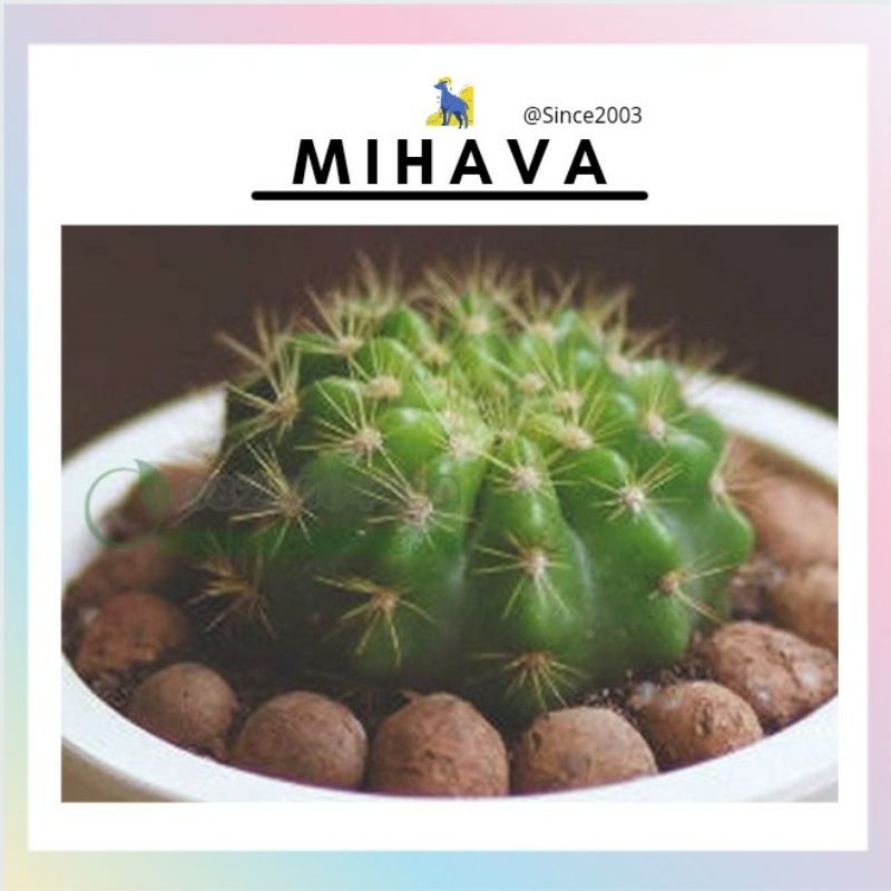Xương Rồng Cảnh Bí Xanh Mini Trang Trí Phòng Khách Phòng Ngủ.