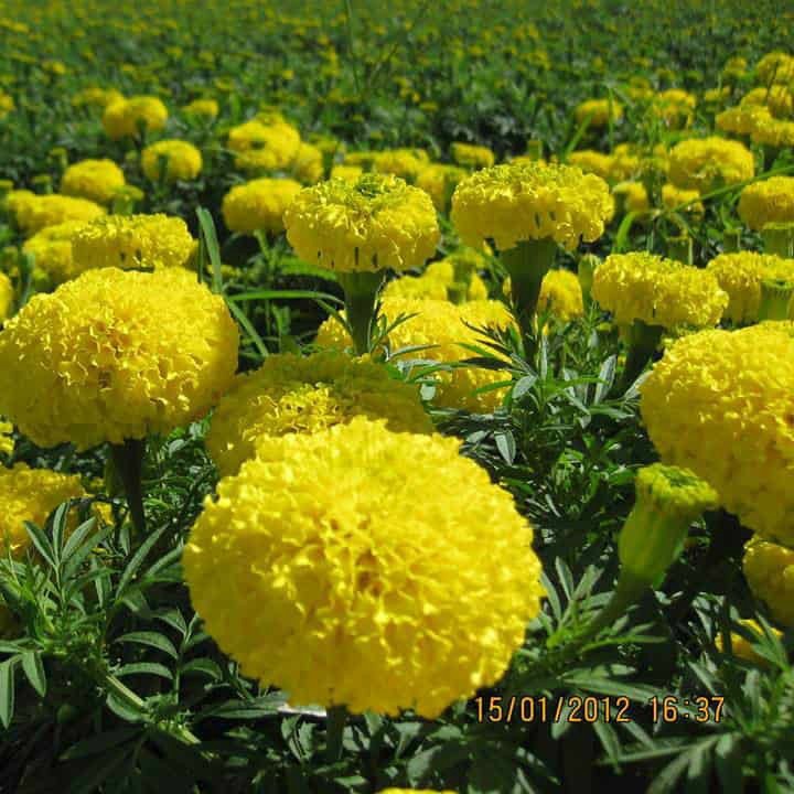 Hạt Hoa VẠN THỌ Lùn F1 màu vàng chanh HN-45 - Gói 20 hạt