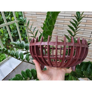 [Giá hủy diệt] chậu quả bí trồng lan đủ size
