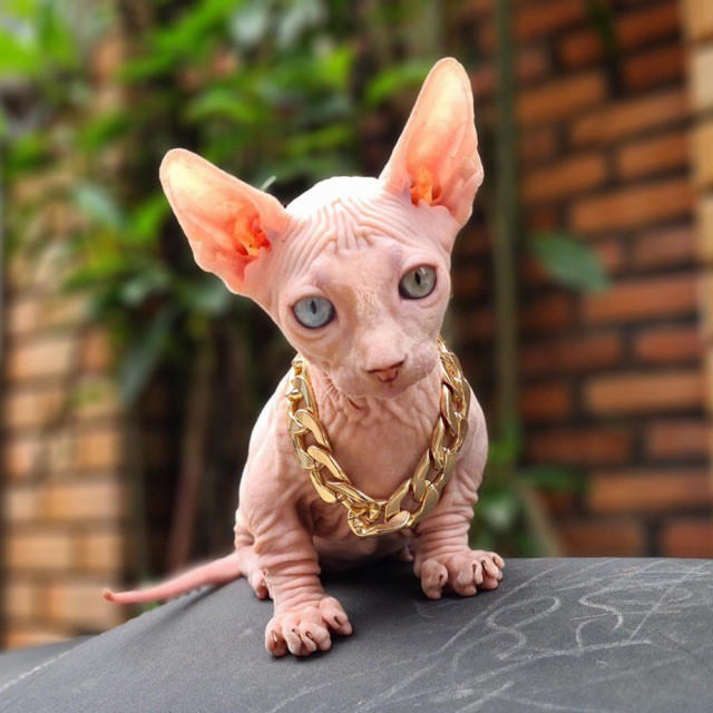 Đủ Size - Vòng cổ mạ vàng cho chó mèo siêu cool ngầu 0