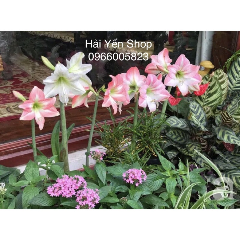 Củ Giống Hoa Lan Huệ Tây_1 củ