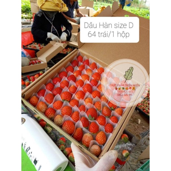 Dâu tây Hàn- Nhật tươi/ 1 hộp 64 trái 500gr/ Dâu trồng tại vườn Đà Lạt