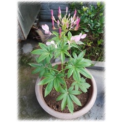 2.000 hạt giống hoa Túy Điệp /mix màu