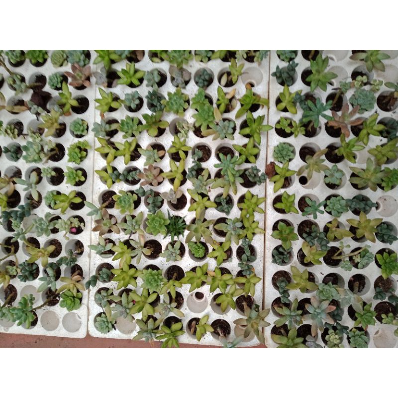10 cây 10 loại sen đá Mộc Châu khác nhau size 4-5cm đã thuần khí hậu miền Bắc - NeyuhGarden