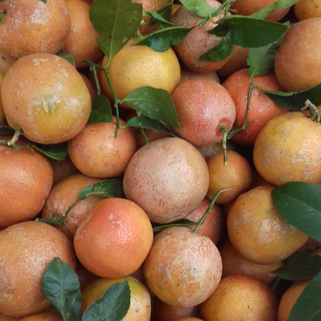 CHANH ĐÀO SẠCH/1 KG