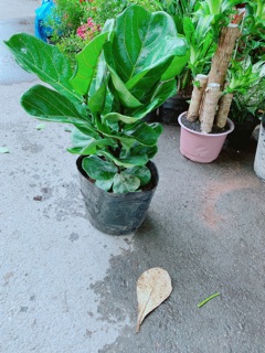 Cây Bàng Singapore Cao 80cm