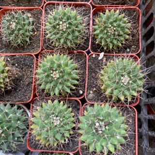 XƯƠNG RỒNG SẦU RIÊNG LỚN