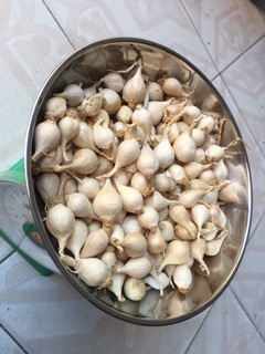 Tỏi cô đơn Lý Sơn (100gr~)