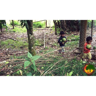 Tinh dầu bưởi nguyên chất