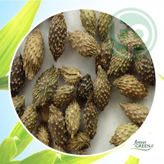 [1KG] Ké đầu ngựa - Điều trị bướu cổ,sỏi thận, viêm tiết niệu - FG172